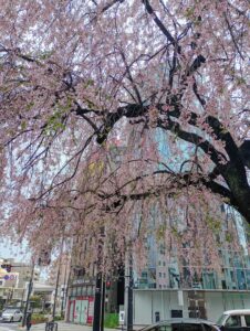 八王子駅交差点の桜
